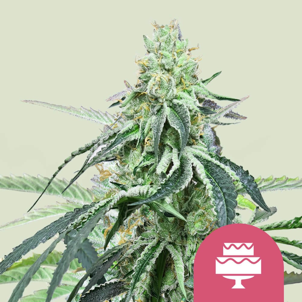 Wedding Gelato von Royal Queen Seeds