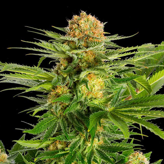 White Domina von Kannabia Seed Company