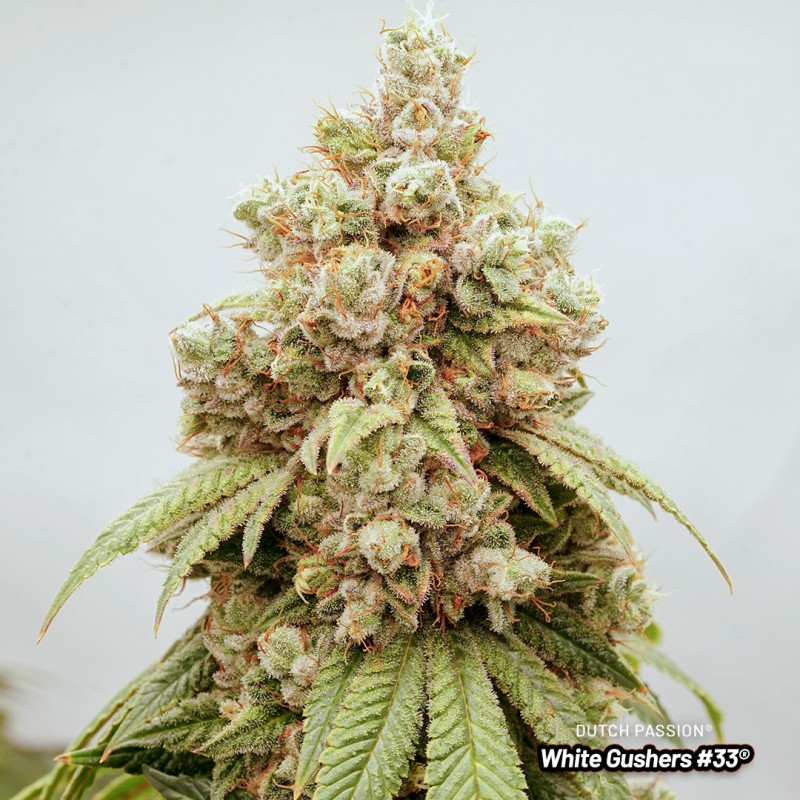 White Gushers #33 von Dutch Passion