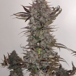 white wedding 5er &ndash; mephisto genetics (autoflower samen)