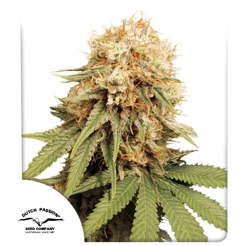 White Widow von Dutch Passion