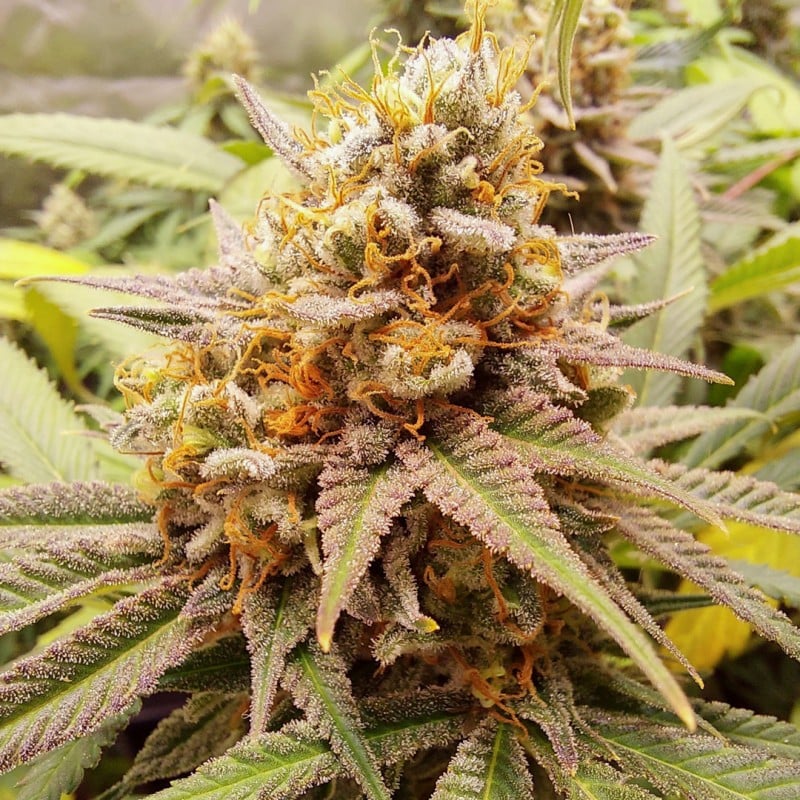 White Widow von Dutch Passion