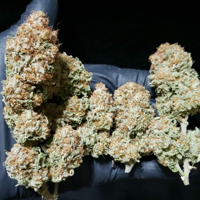 White Widow von Dutch Passion
