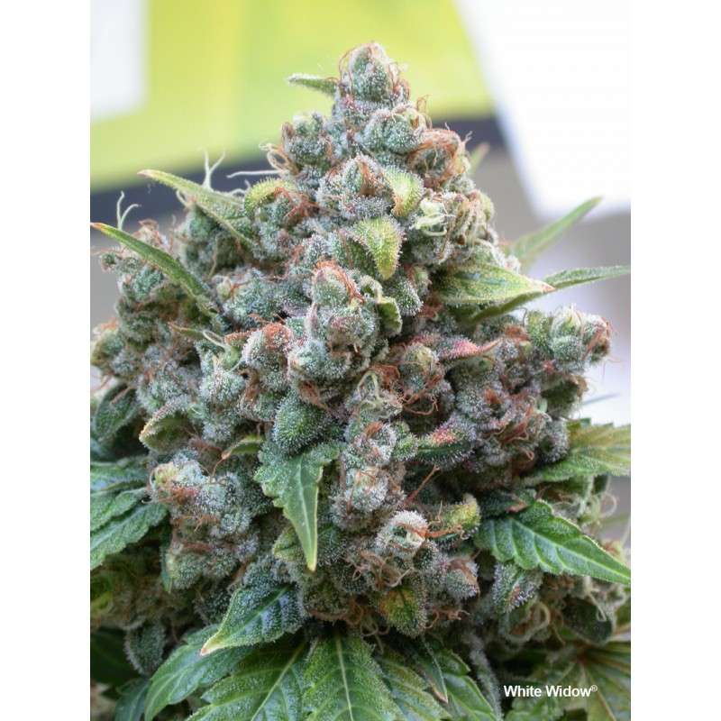 White Widow von Dutch Passion
