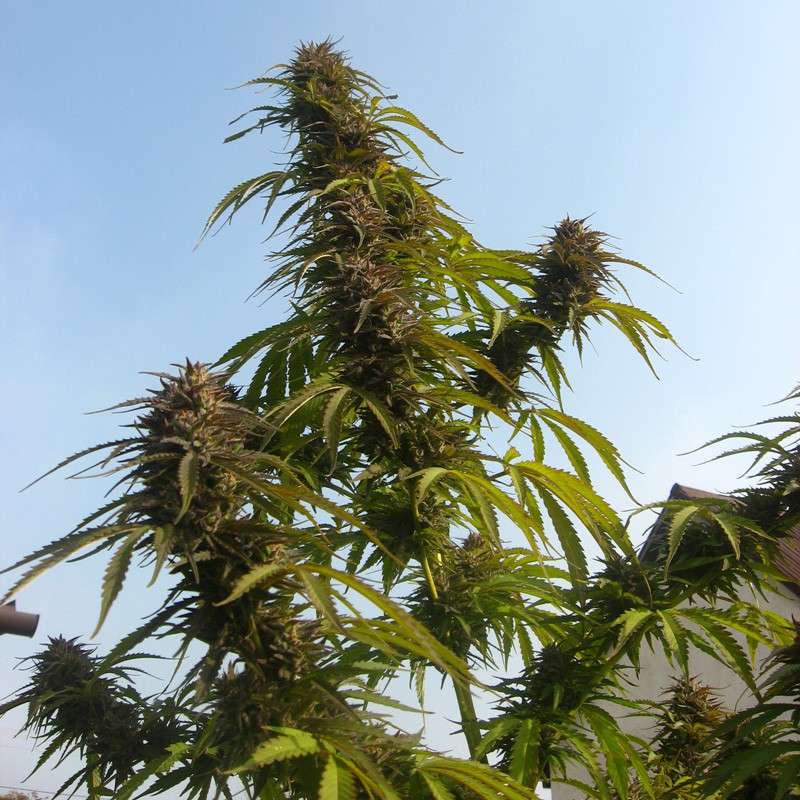 White Widow von Dutch Passion