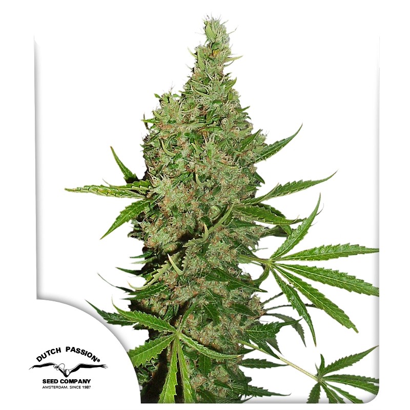 White Widow X The Ultimate von Dutch Passion