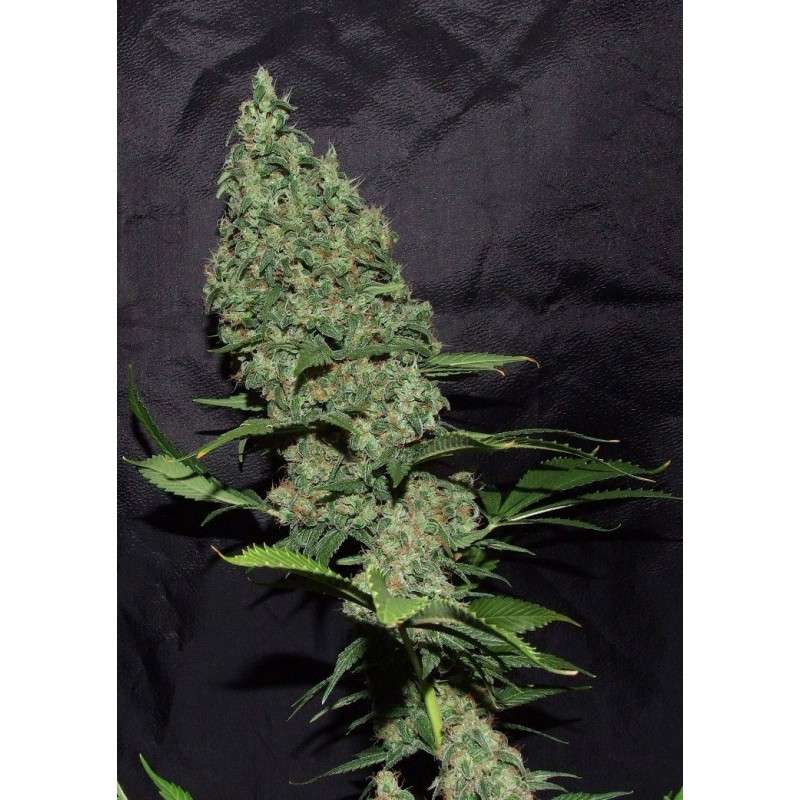White Widow X The Ultimate von Dutch Passion