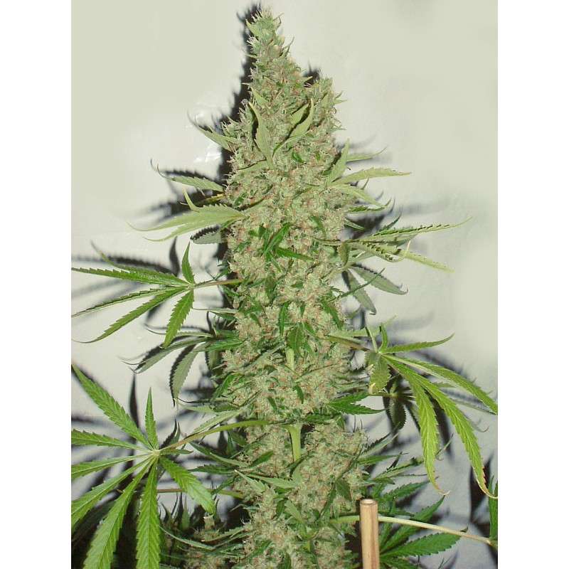 White Widow X The Ultimate von Dutch Passion