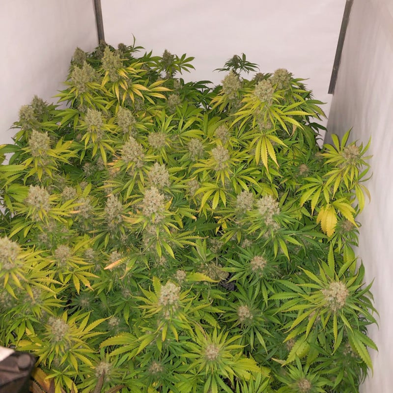 White Widow X The Ultimate von Dutch Passion