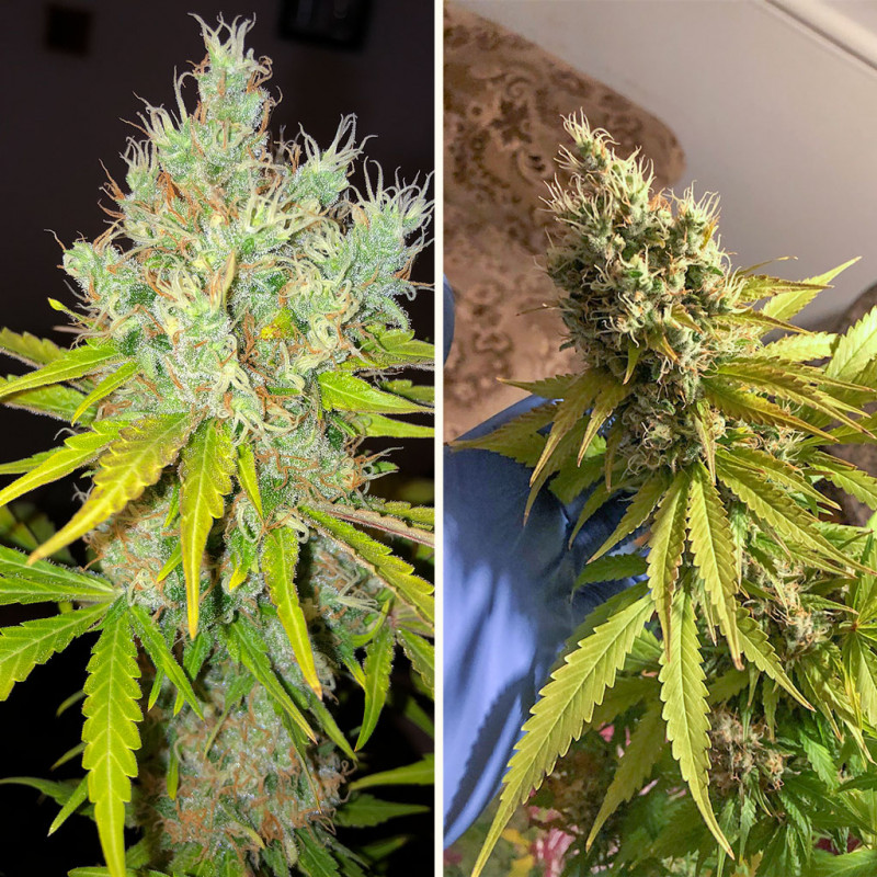 White Widow X The Ultimate von Dutch Passion