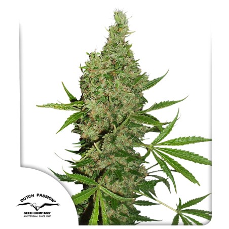 White Widow X The Ultimate von Dutch Passion