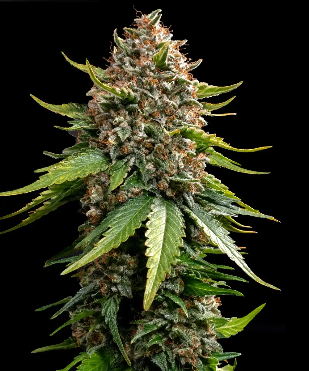 White Widow XXL Auto 1 St. Barney’s Farm