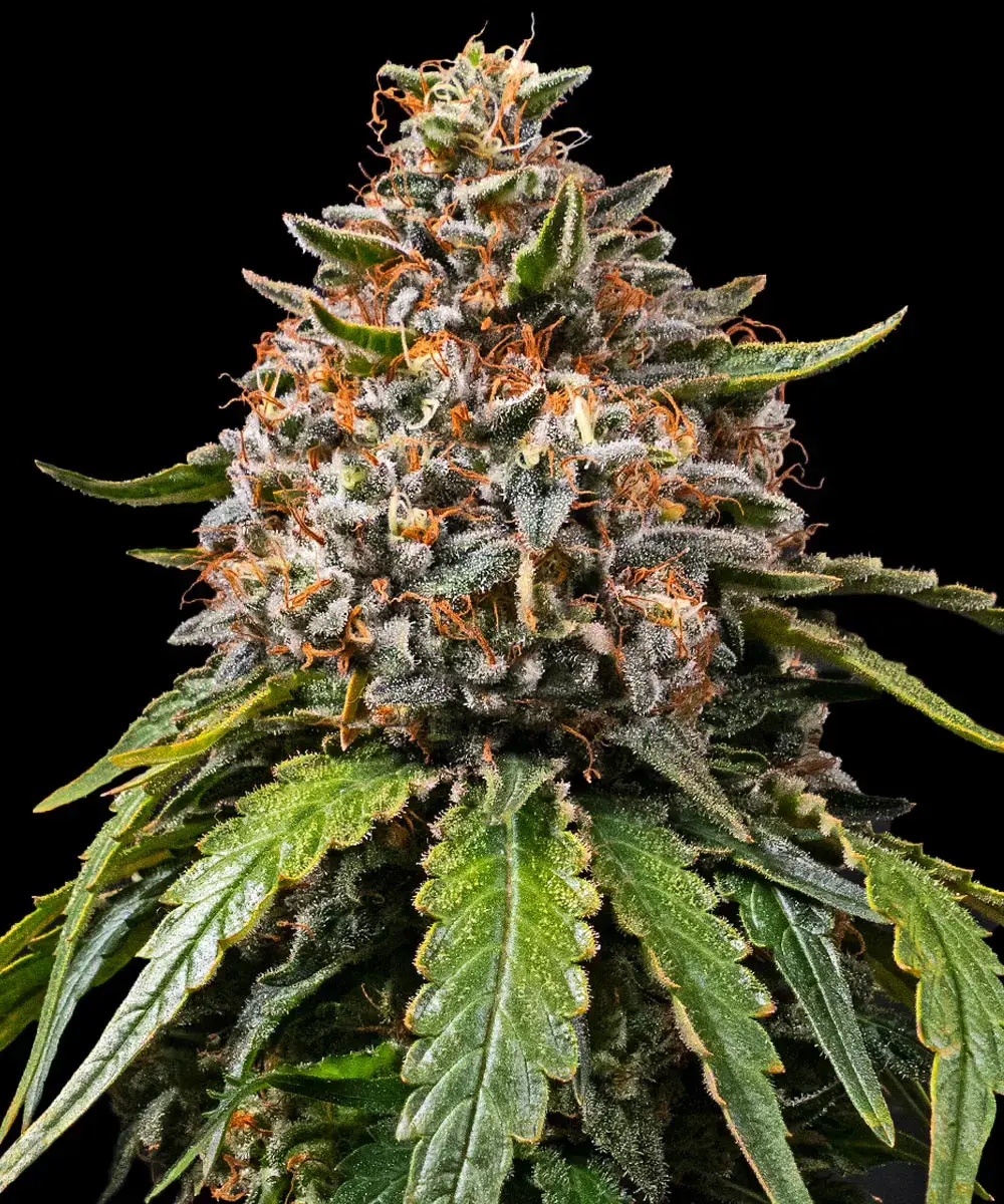 White Widow XXL Barney's Farm