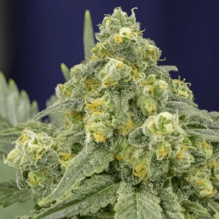 White Widow 10er Silent Seeds