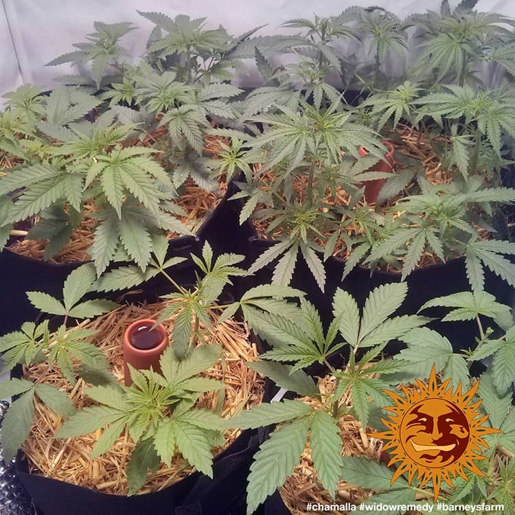 Widow Remedy Barney's Farm