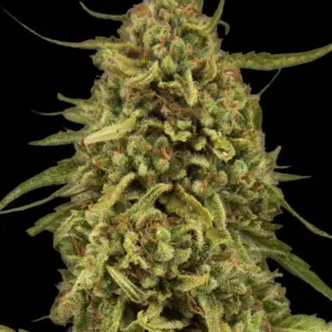 Widow Remedy Barney's Farm