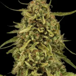 Widow Remedy - Regular von Barney’s Farm