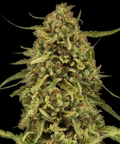 Widow Remedy - Regular von Barney’s Farm