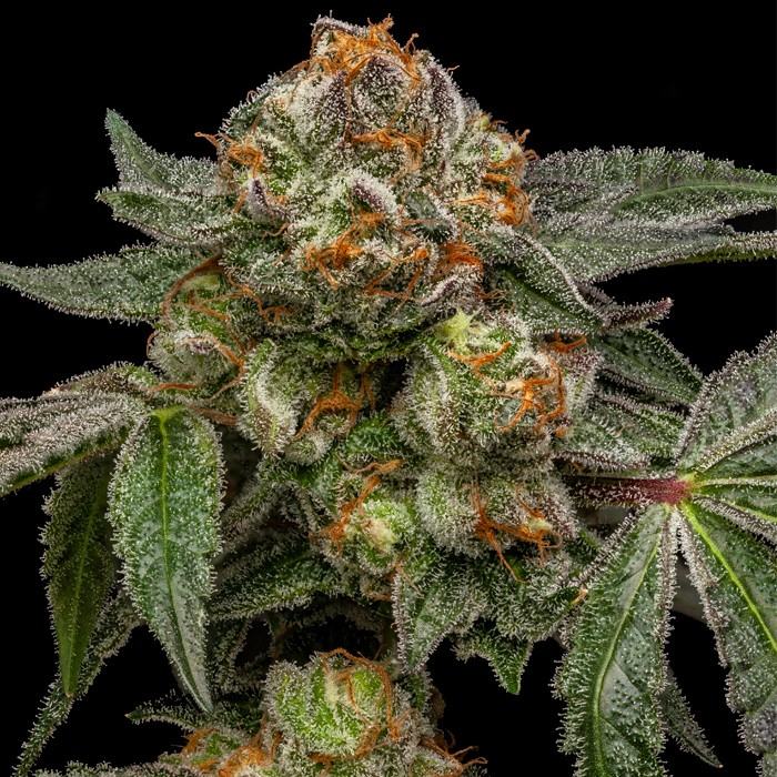 Zake von Ripper Seeds