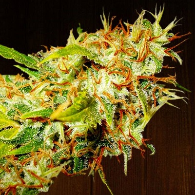 Zamaldelica von ACE Seeds
