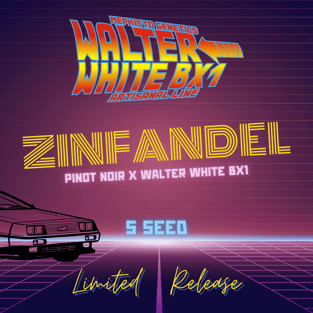 zinfandel 5er &ndash; mephisto genetics (autoflower samen)