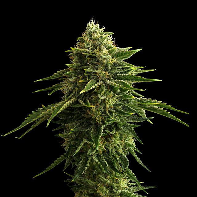 Zkittlez von Kannabia Seed Company