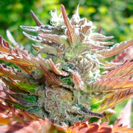 Zkittlez 2.0 10er Silent Seeds