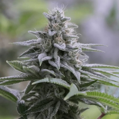 Zkittlez 2.0 10er Silent Seeds