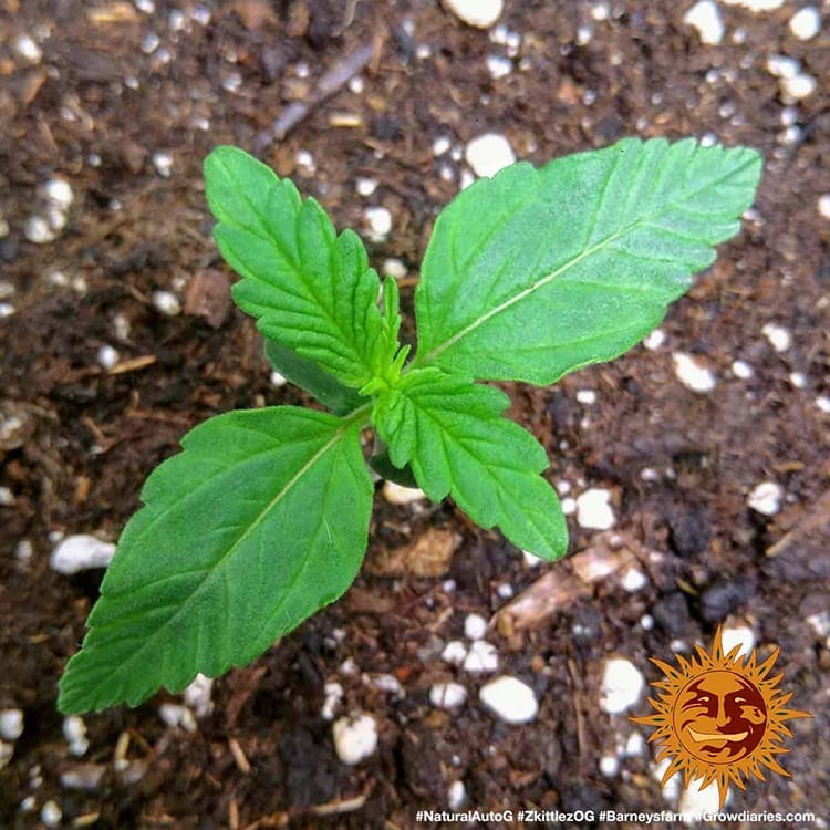 Zkittlez OG Auto Barney’s Farm