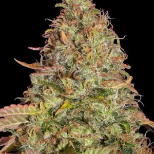 Zkittlez OG Auto Barney's Farm