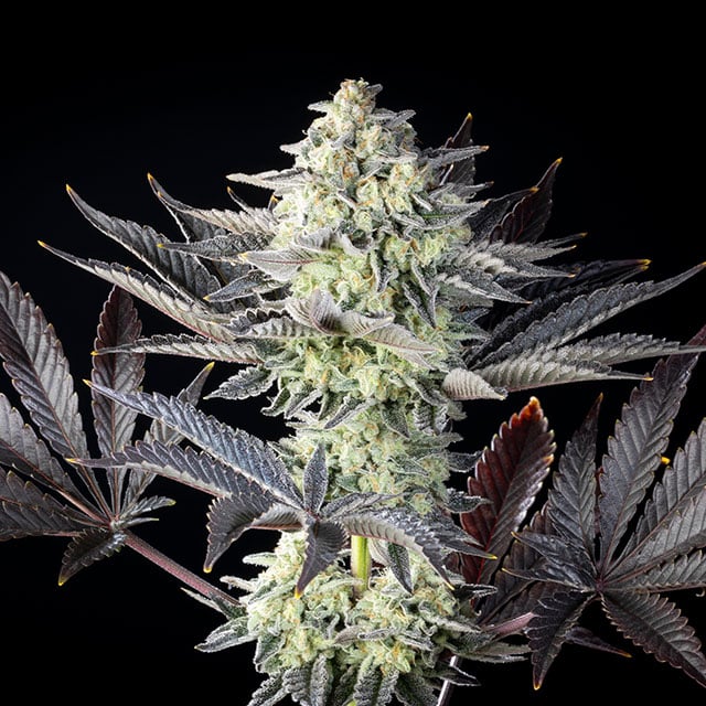 Zoap Rose von Kannabia Seed Company