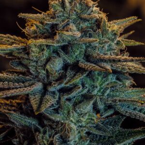 Sweet Zombie von Expert Seeds