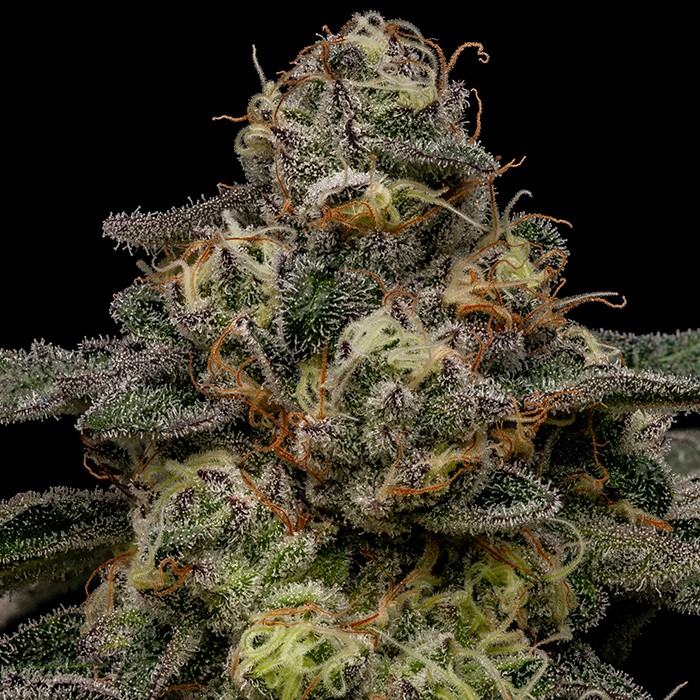 Zombie Bride von Ripper Seeds