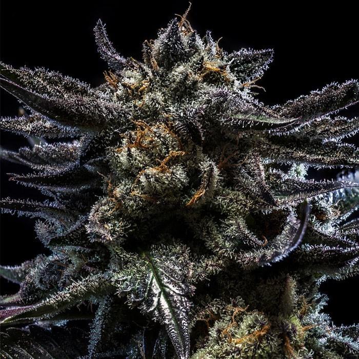 ZOMBIE KUSH AUTO von Ripper Seeds