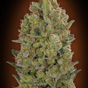 00 Cheese von 00 Seeds