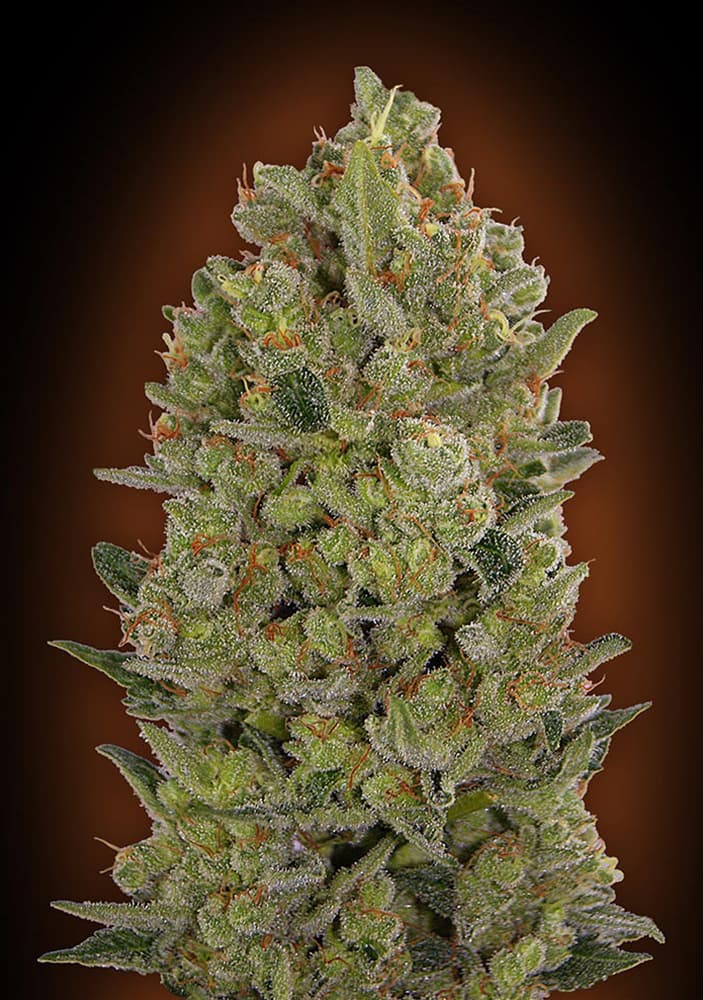 00 Cheese von 00 Seeds