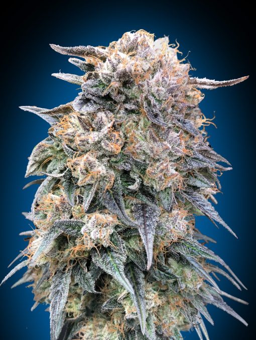 00 Kush Fast von 00 Seeds