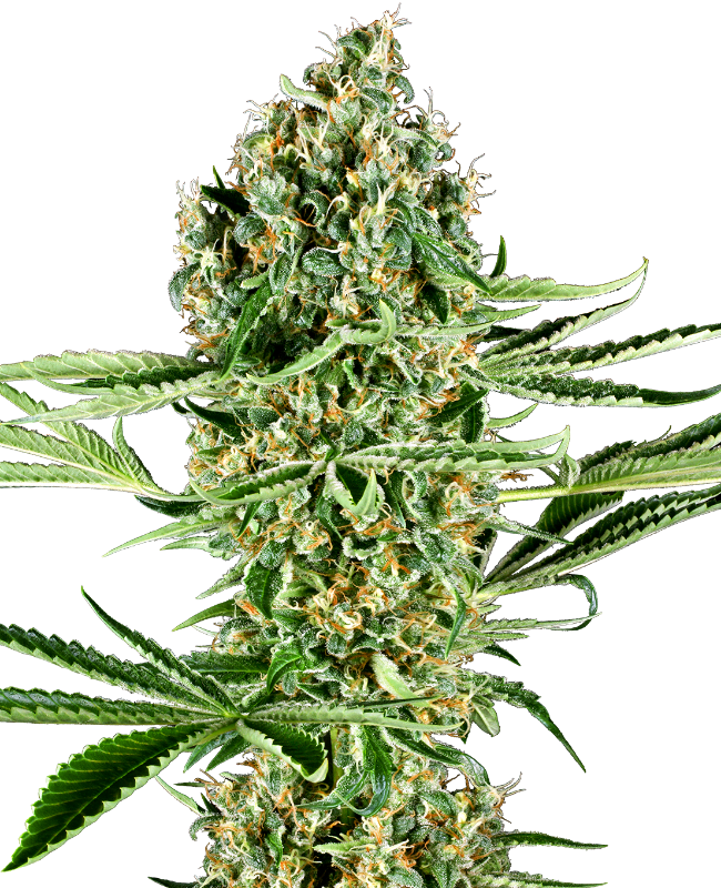 Critical Runtz Sensi Seeds Research