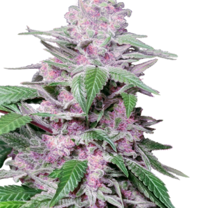 Purple Cookie Kush Sensi Seeds Research