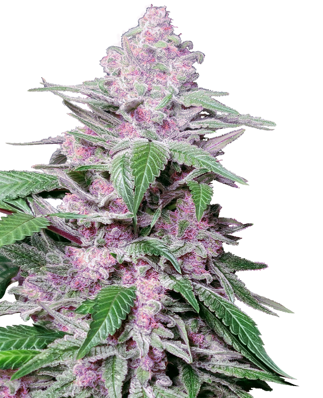 Purple Cookie Kush Sensi Seeds Research
