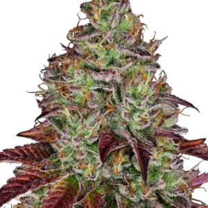 Tezla OG Sensi Seeds Research
