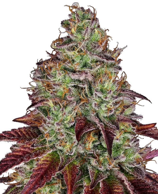 Tezla OG Sensi Seeds Research