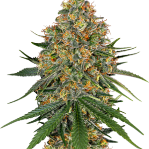 White Cheese White Label