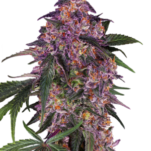 Sensi Purple Kush Sensi Seeds