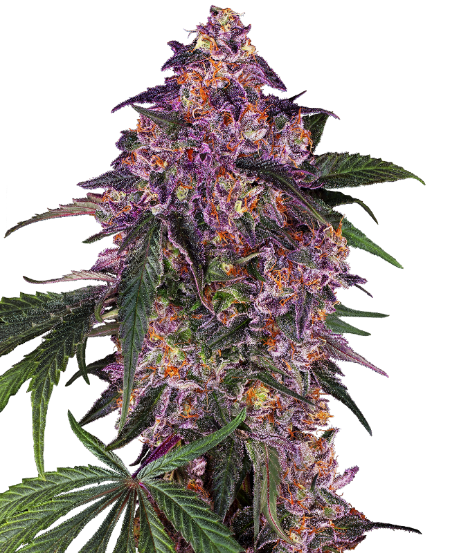 Sensi Purple Kush Sensi Seeds