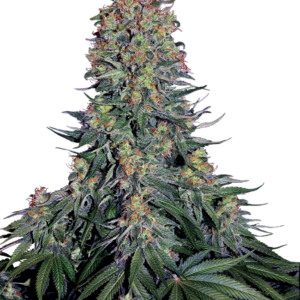 Blue Skunk Sensi Seeds