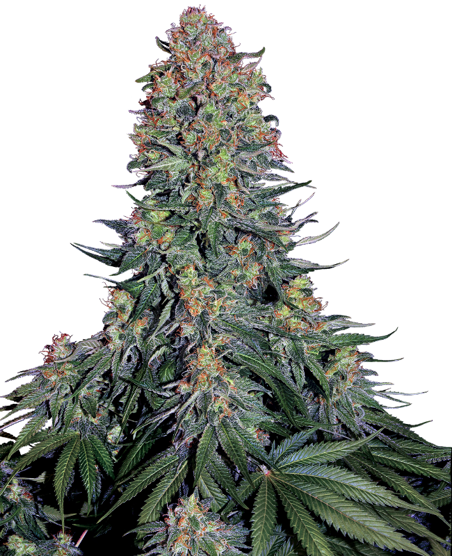Blue Skunk Sensi Seeds