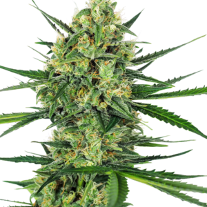 Tangerine Sugar Sensi Seeds