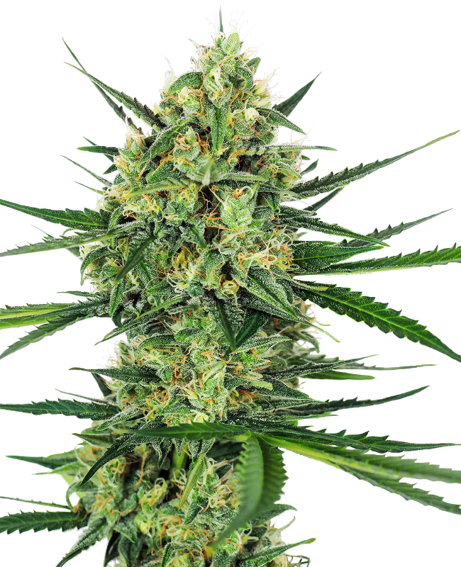 Tangerine Sugar Sensi Seeds