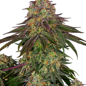 Sweet Cherry Kush Sensi Seeds